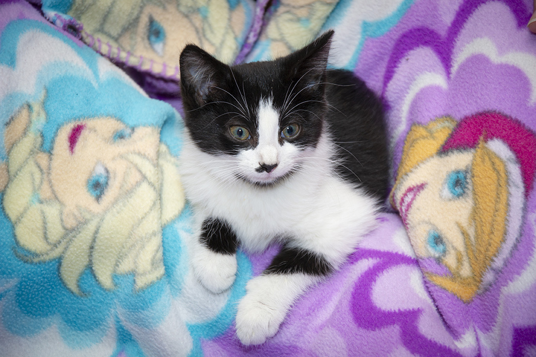 learn about fostering kittens in medina